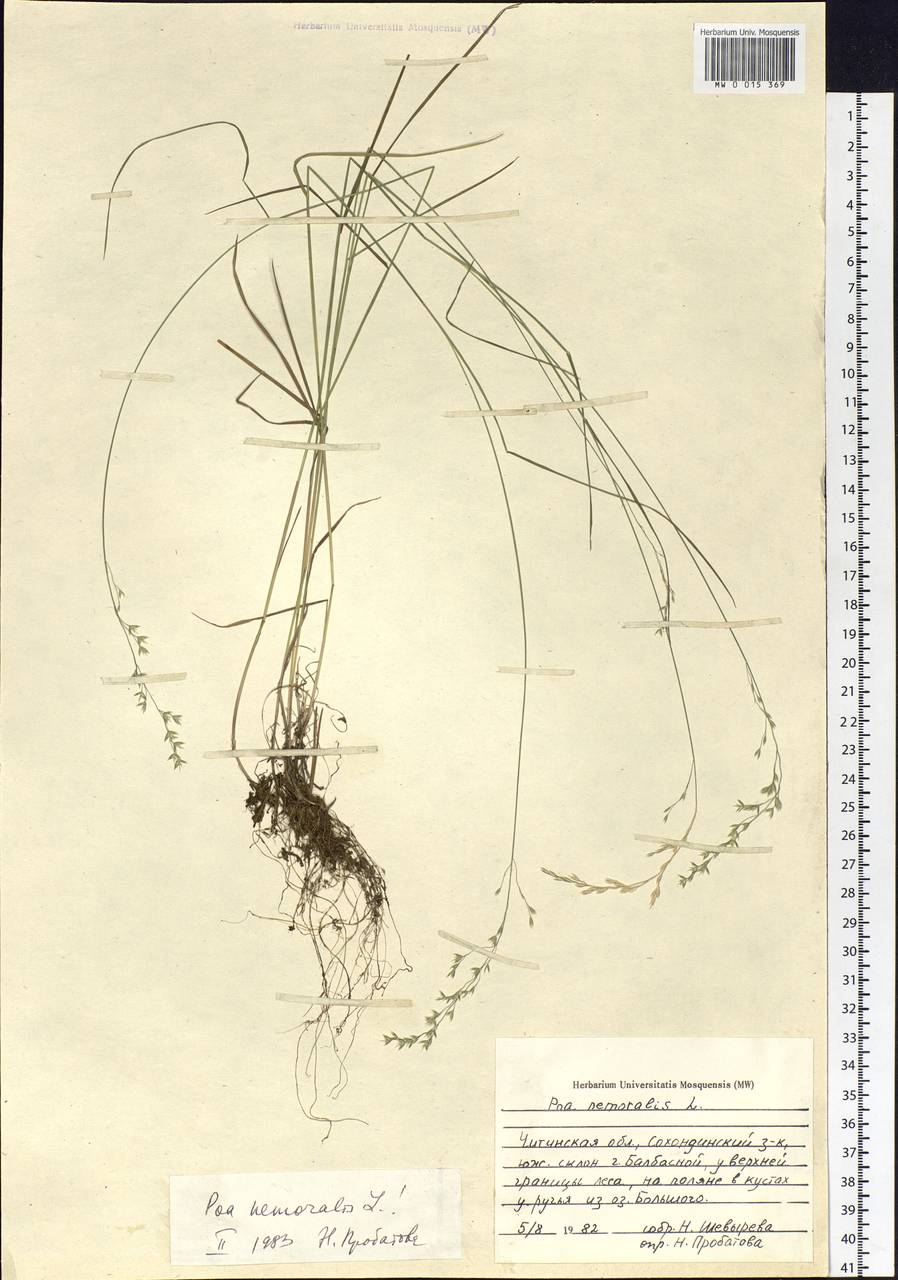 Poa nemoralis L., Siberia, Baikal & Transbaikal region (S4) (Russia)