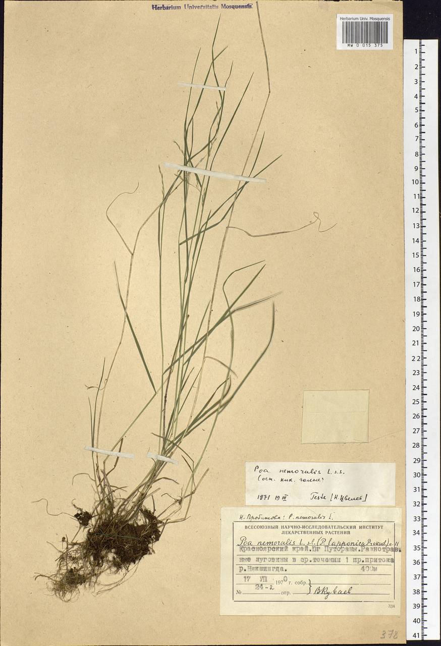 Poa nemoralis L., Siberia, Central Siberia (S3) (Russia)
