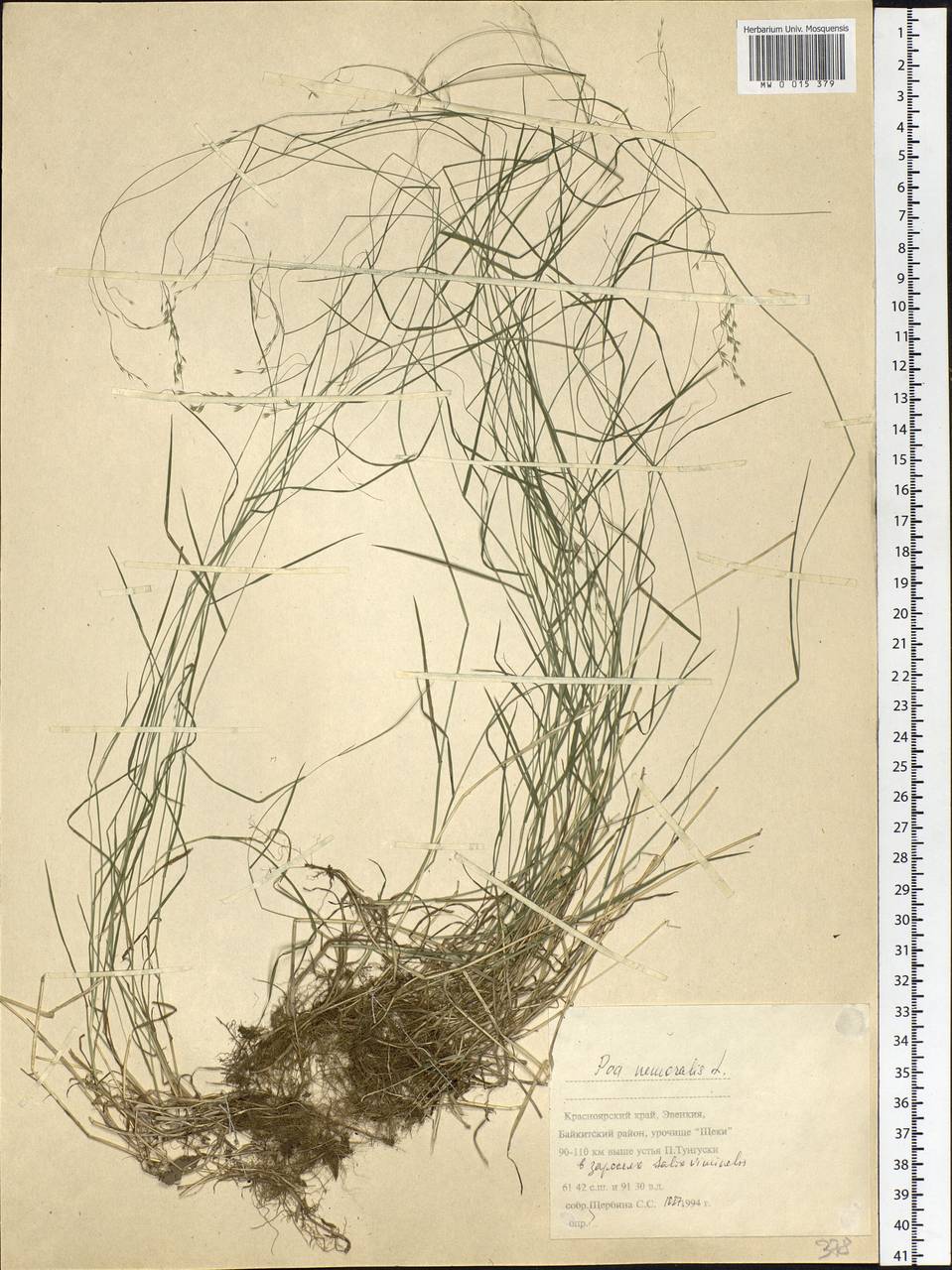 Poa nemoralis L., Siberia, Central Siberia (S3) (Russia)