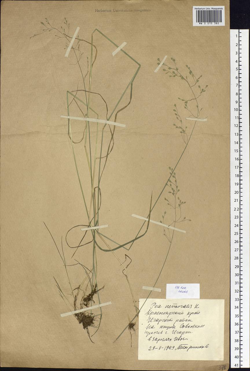 Poa nemoralis L., Siberia, Central Siberia (S3) (Russia)