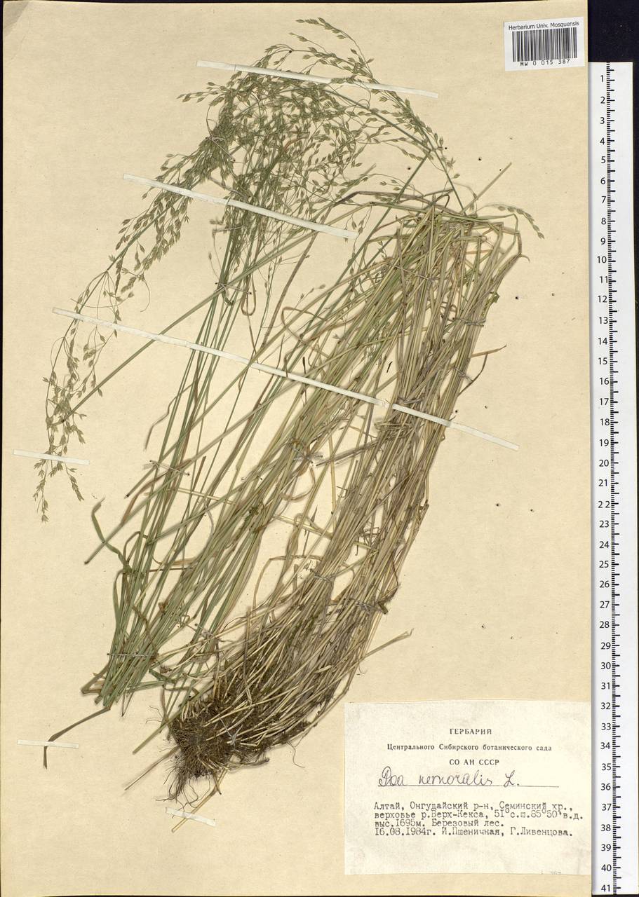 Poa nemoralis L., Siberia, Altai & Sayany Mountains (S2) (Russia)