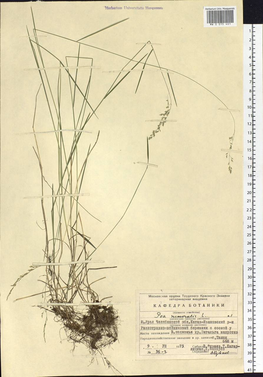 Poa nemoralis L., Eastern Europe, Eastern region (E10) (Russia)