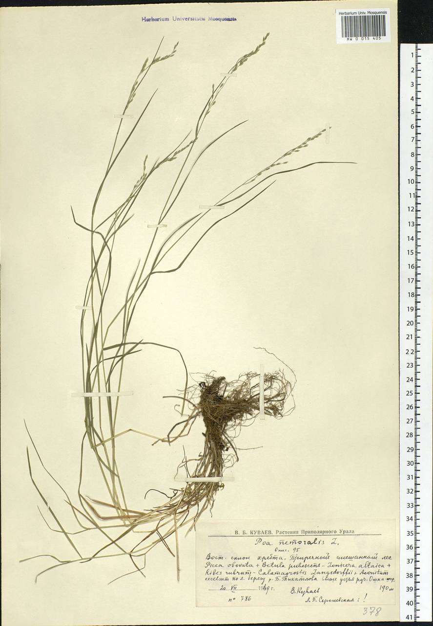 Poa nemoralis L., Siberia, Western Siberia (S1) (Russia)