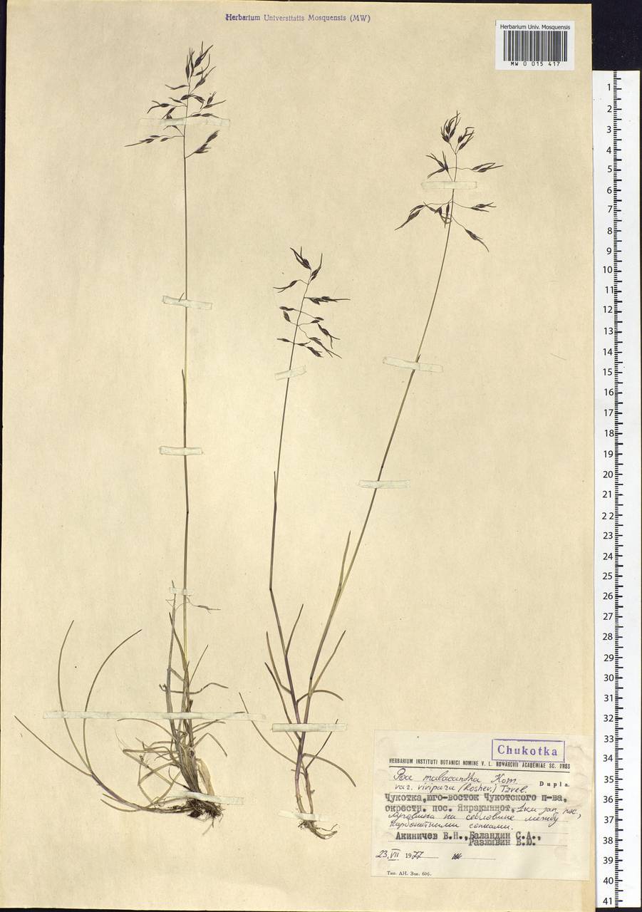 Poa lanata Scribn. & Merr., Siberia, Chukotka & Kamchatka (S7) (Russia)