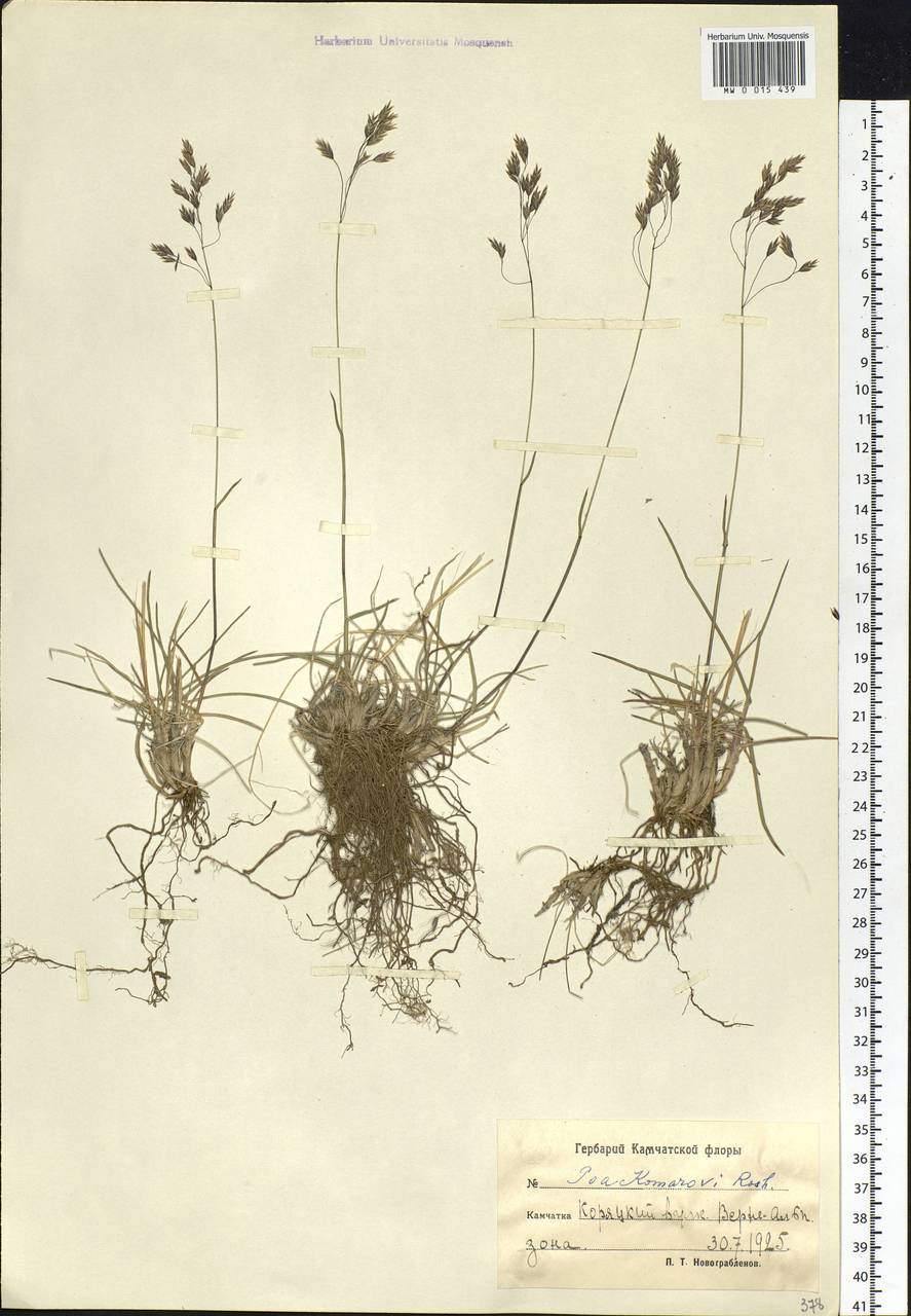 Poa lanata Scribn. & Merr., Siberia, Chukotka & Kamchatka (S7) (Russia)