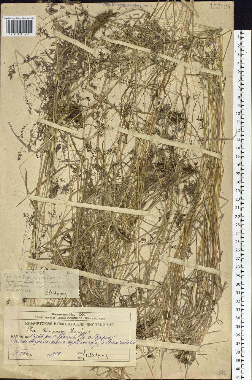 Poa lanata Scribn. & Merr., Siberia, Chukotka & Kamchatka (S7) (Russia)
