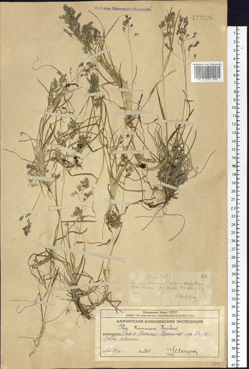 Poa lanata Scribn. & Merr., Siberia, Chukotka & Kamchatka (S7) (Russia)