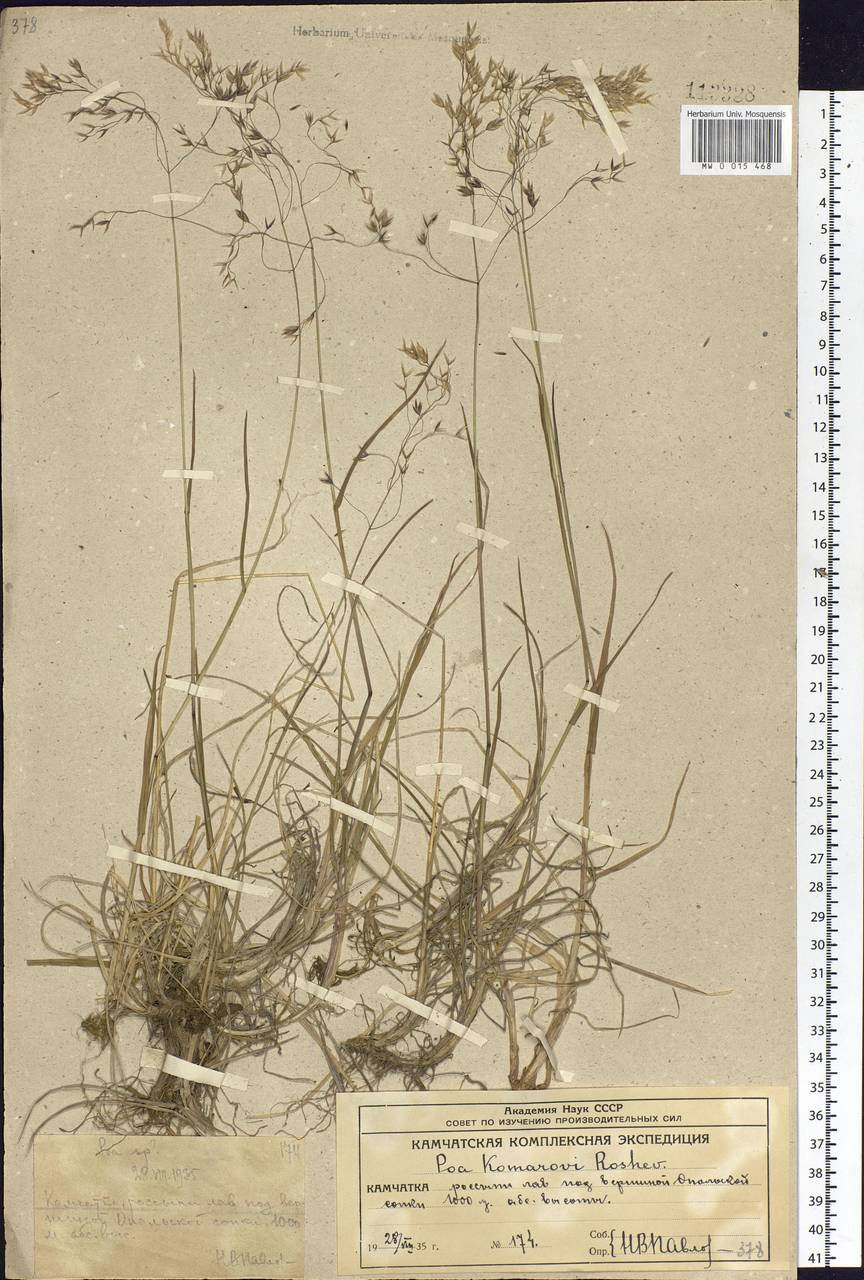 Poa lanata Scribn. & Merr., Siberia, Chukotka & Kamchatka (S7) (Russia)
