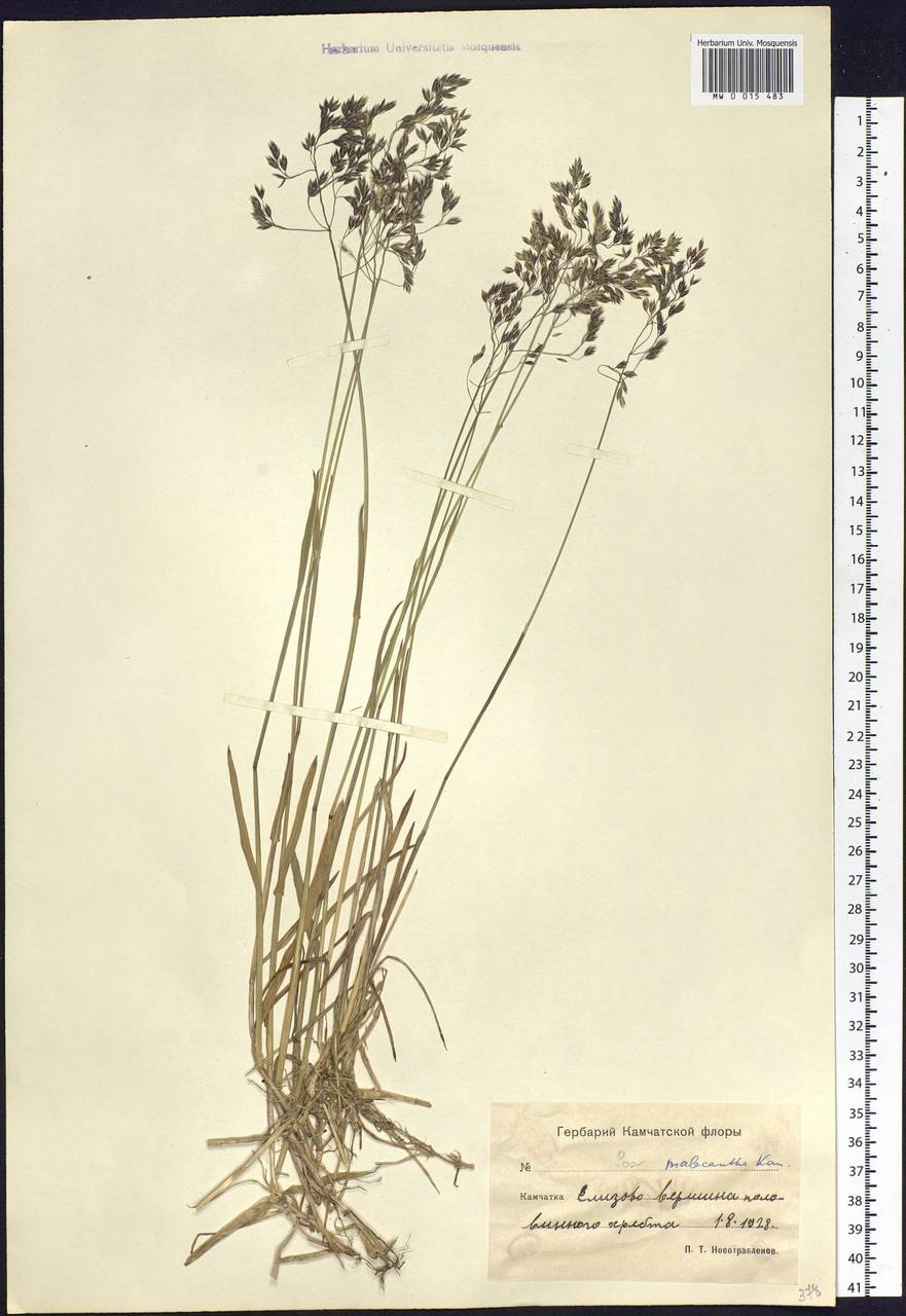 Poa lanata Scribn. & Merr., Siberia, Chukotka & Kamchatka (S7) (Russia)