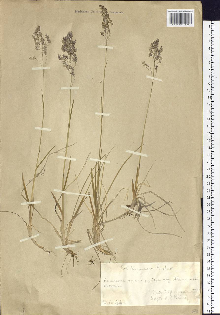 Poa lanata Scribn. & Merr., Siberia, Chukotka & Kamchatka (S7) (Russia)