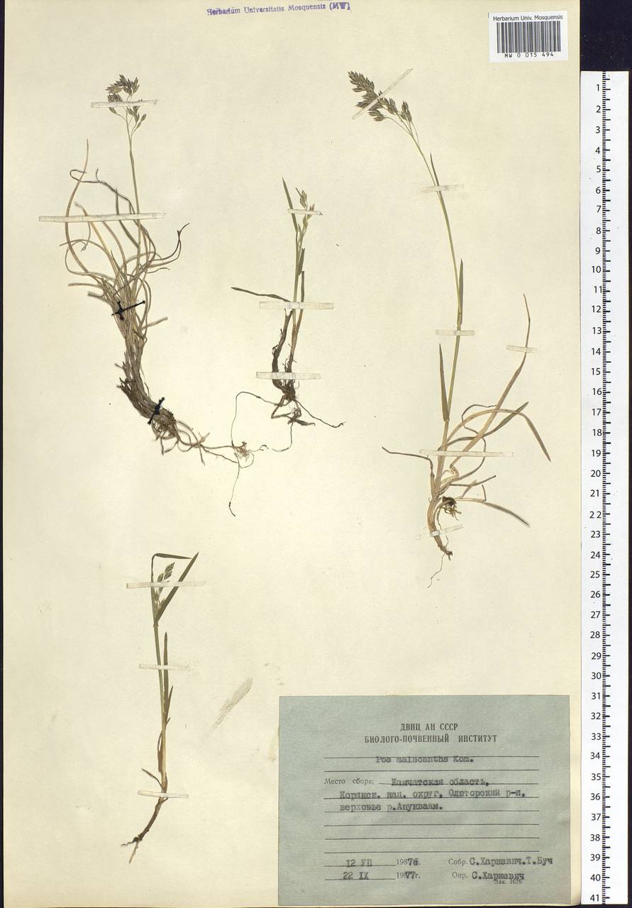 Poa lanata Scribn. & Merr., Siberia, Chukotka & Kamchatka (S7) (Russia)