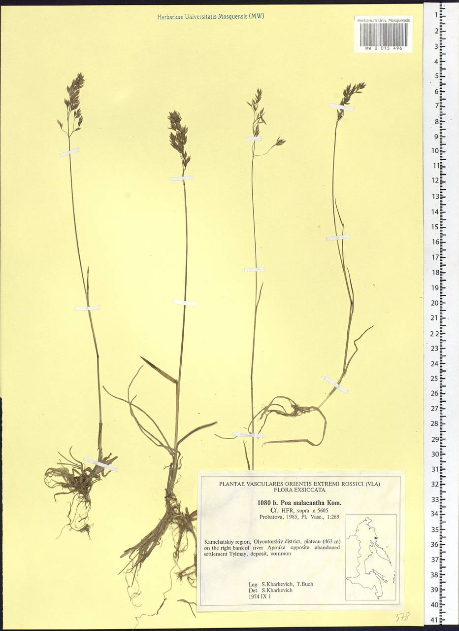Poa lanata Scribn. & Merr., Siberia, Chukotka & Kamchatka (S7) (Russia)