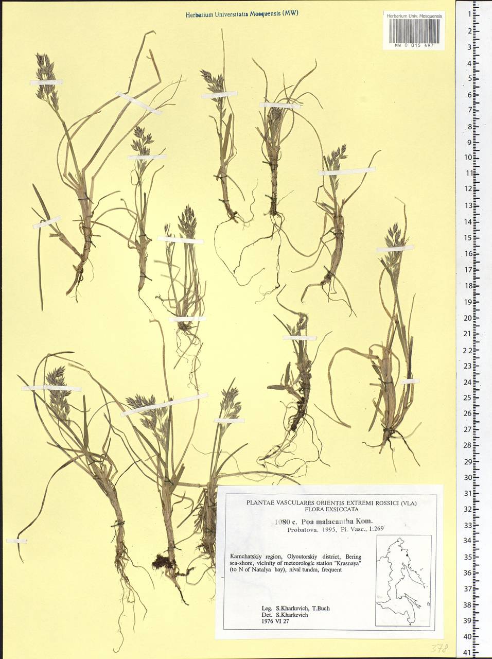 Poa lanata Scribn. & Merr., Siberia, Chukotka & Kamchatka (S7) (Russia)