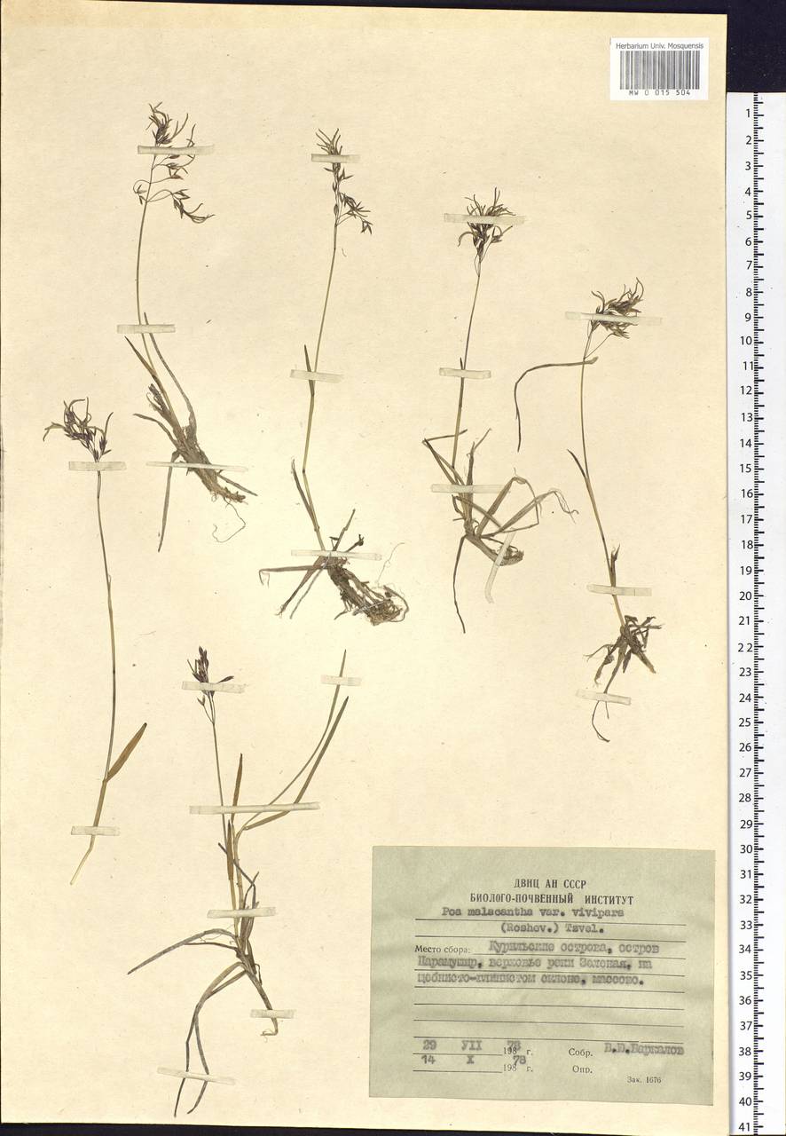 Poa lanata Scribn. & Merr., Siberia, Russian Far East (S6) (Russia)