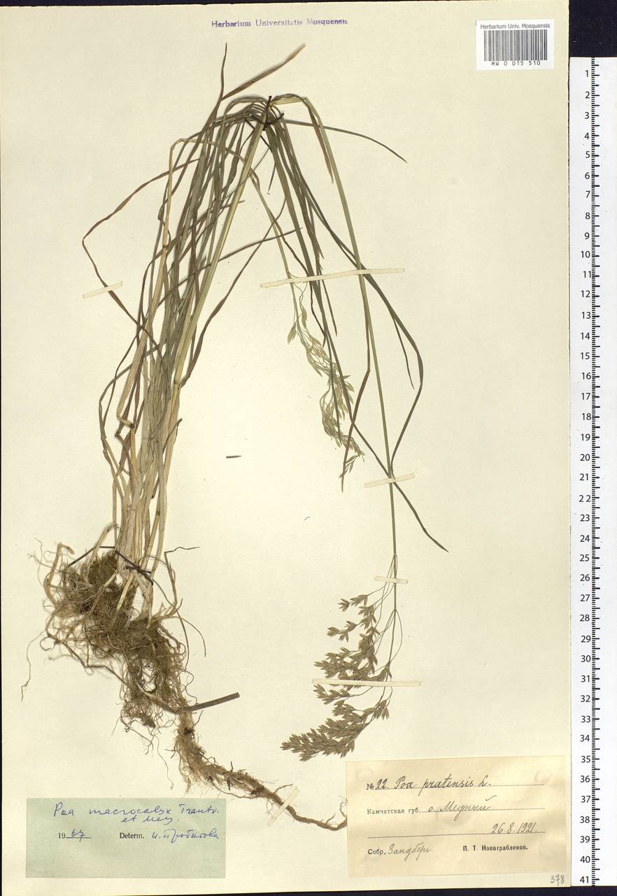 Poa macrocalyx Trautv. & C.A.Mey., Siberia, Chukotka & Kamchatka (S7) (Russia)