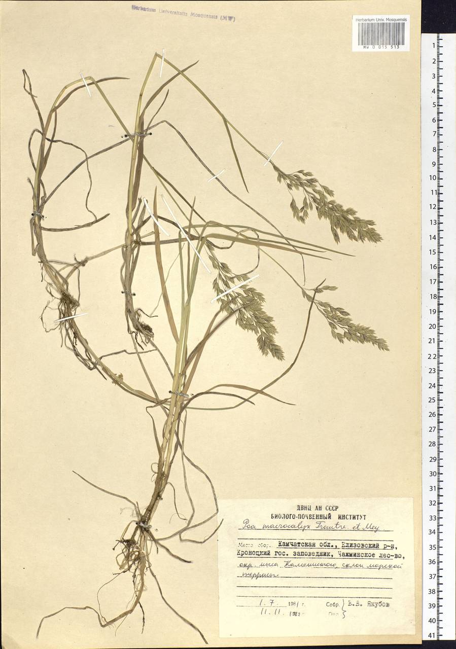 Poa macrocalyx Trautv. & C.A.Mey., Siberia, Chukotka & Kamchatka (S7) (Russia)