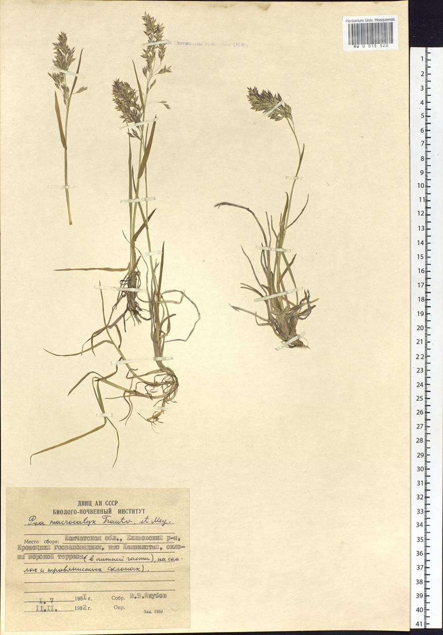 Poa macrocalyx Trautv. & C.A.Mey., Siberia, Chukotka & Kamchatka (S7) (Russia)