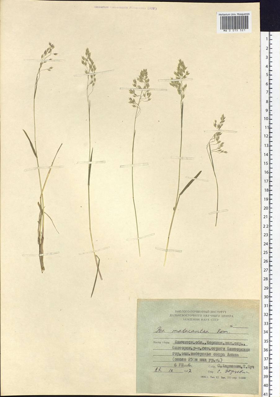 Poa macrocalyx Trautv. & C.A.Mey., Siberia, Chukotka & Kamchatka (S7) (Russia)