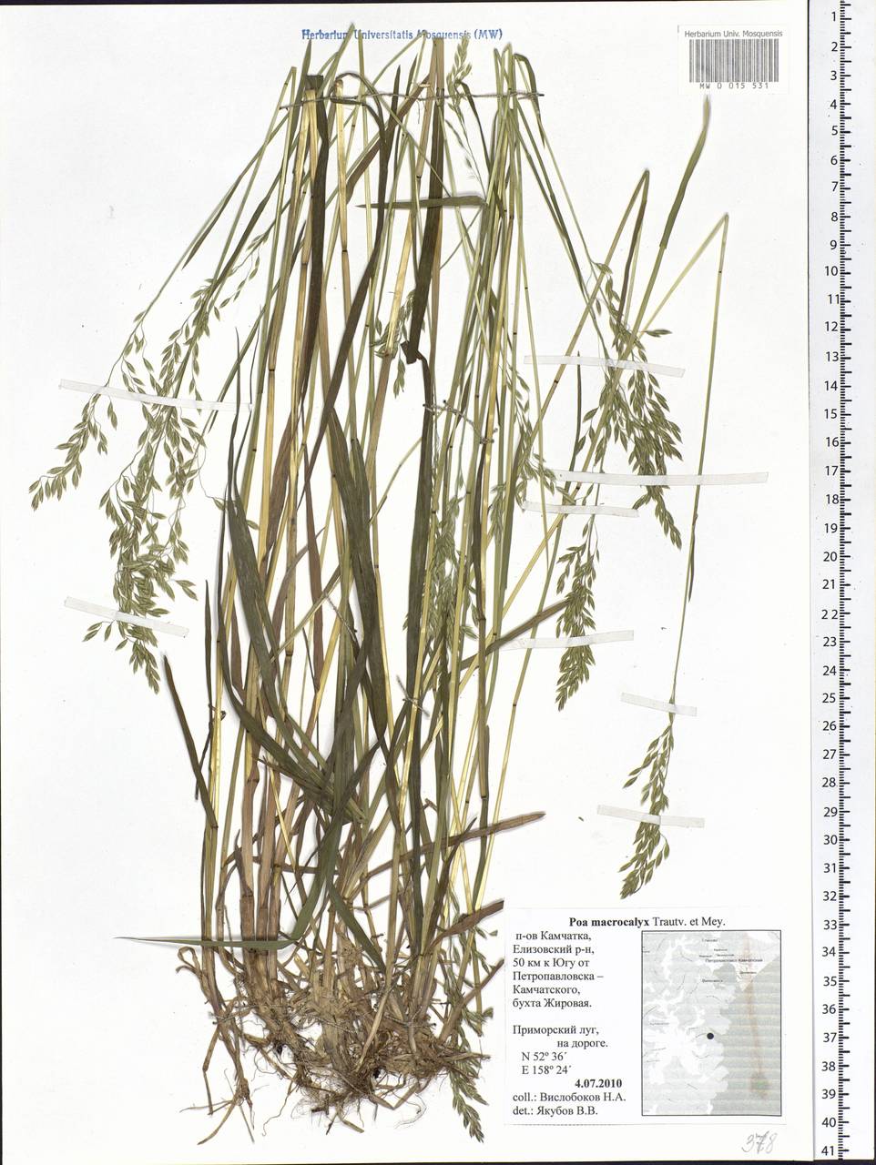 Poa macrocalyx Trautv. & C.A.Mey., Siberia, Chukotka & Kamchatka (S7) (Russia)