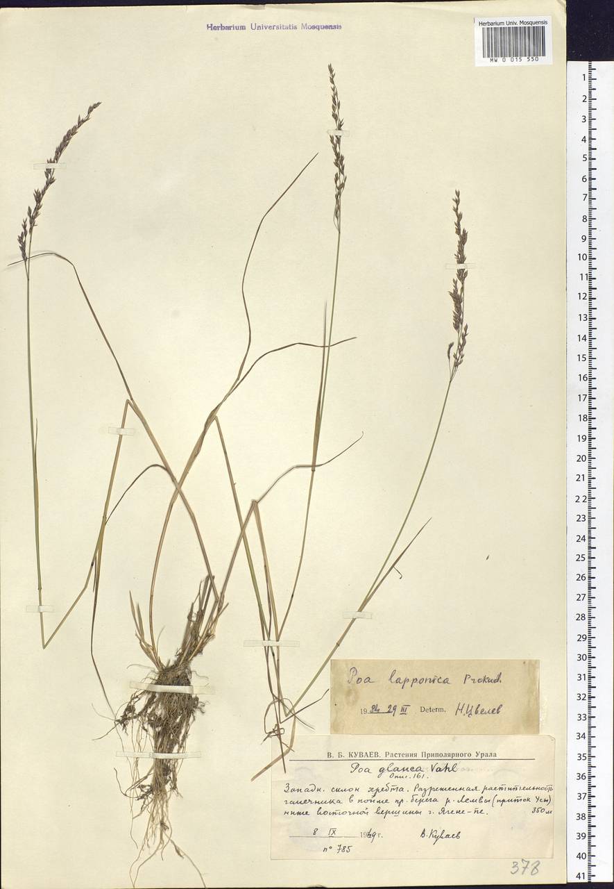 Poa nemoralis L., Eastern Europe, Northern region (E1) (Russia)