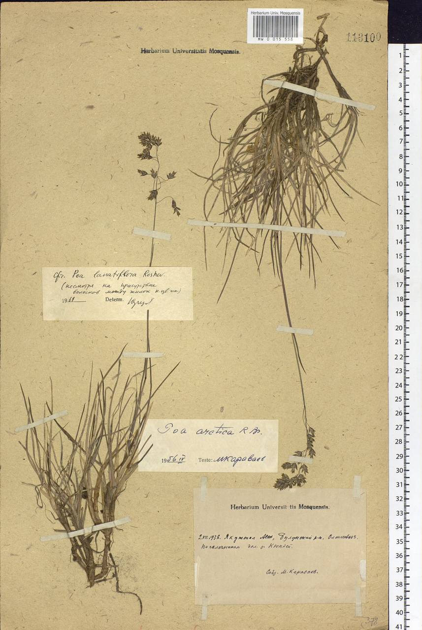 Hyalopoa lanatiflora (Roshev.) Tzvelev, Siberia, Yakutia (S5) (Russia)