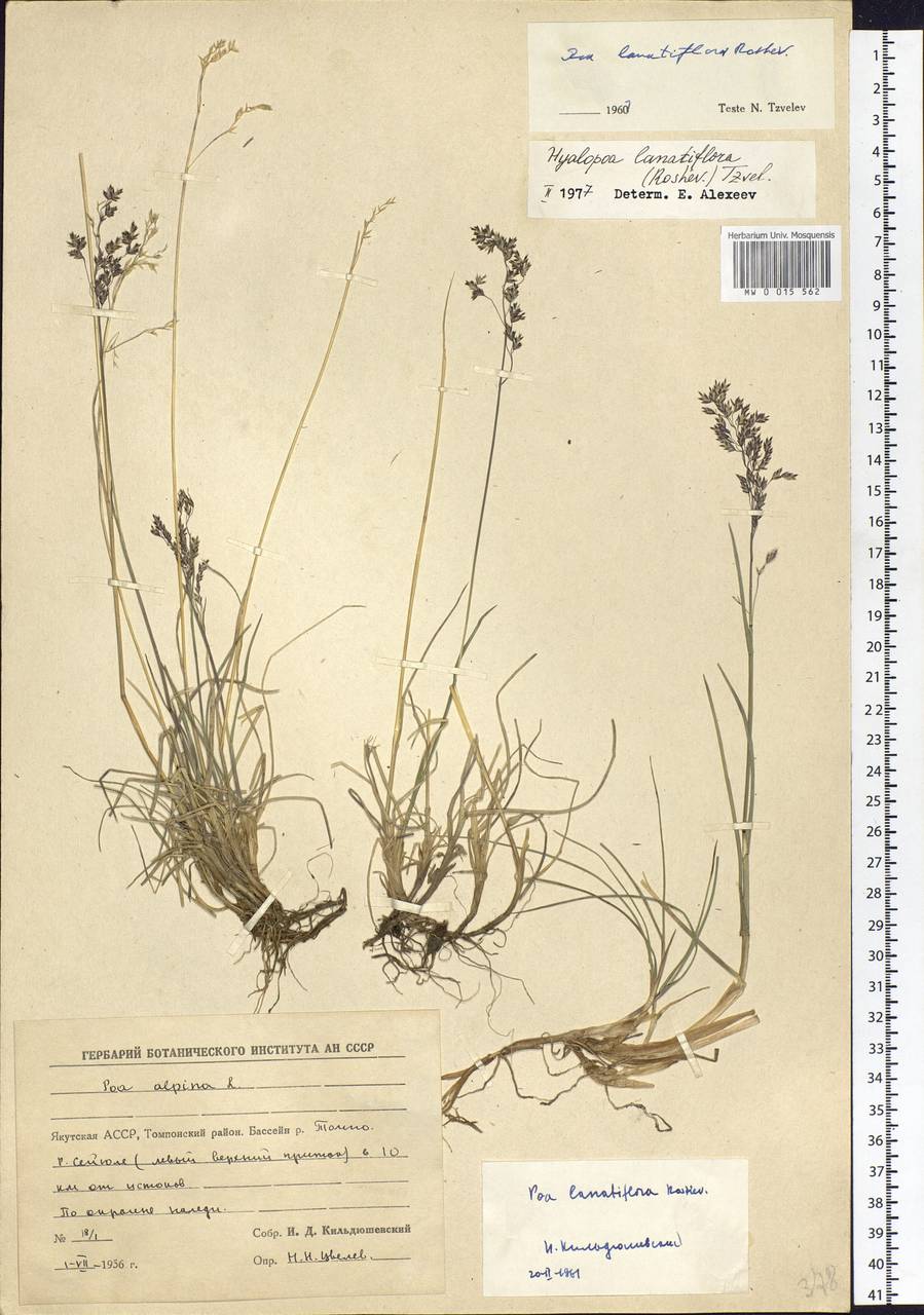 Hyalopoa lanatiflora (Roshev.) Tzvelev, Siberia, Yakutia (S5) (Russia)