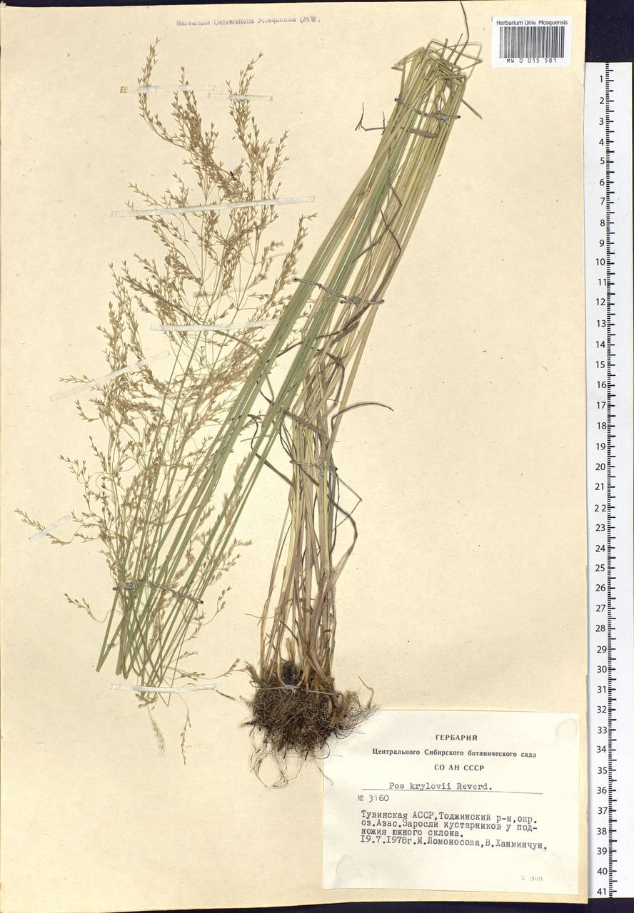 Poa krylovii Reverd., Siberia, Altai & Sayany Mountains (S2) (Russia)