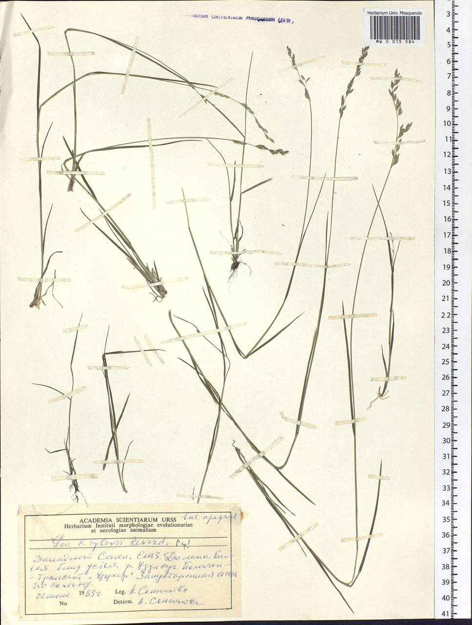 Poa krylovii Reverd., Siberia, Altai & Sayany Mountains (S2) (Russia)