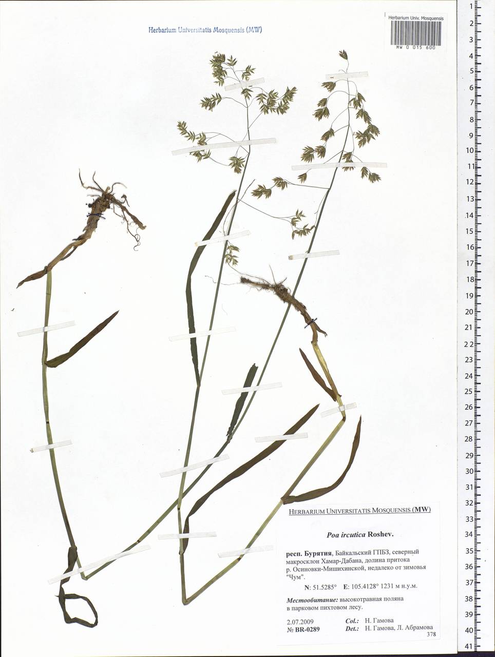 Poa irkutica Roshev., Siberia, Baikal & Transbaikal region (S4) (Russia)