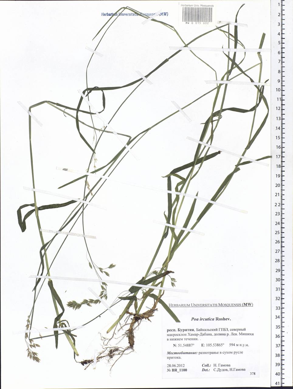 Poa irkutica Roshev., Siberia, Baikal & Transbaikal region (S4) (Russia)