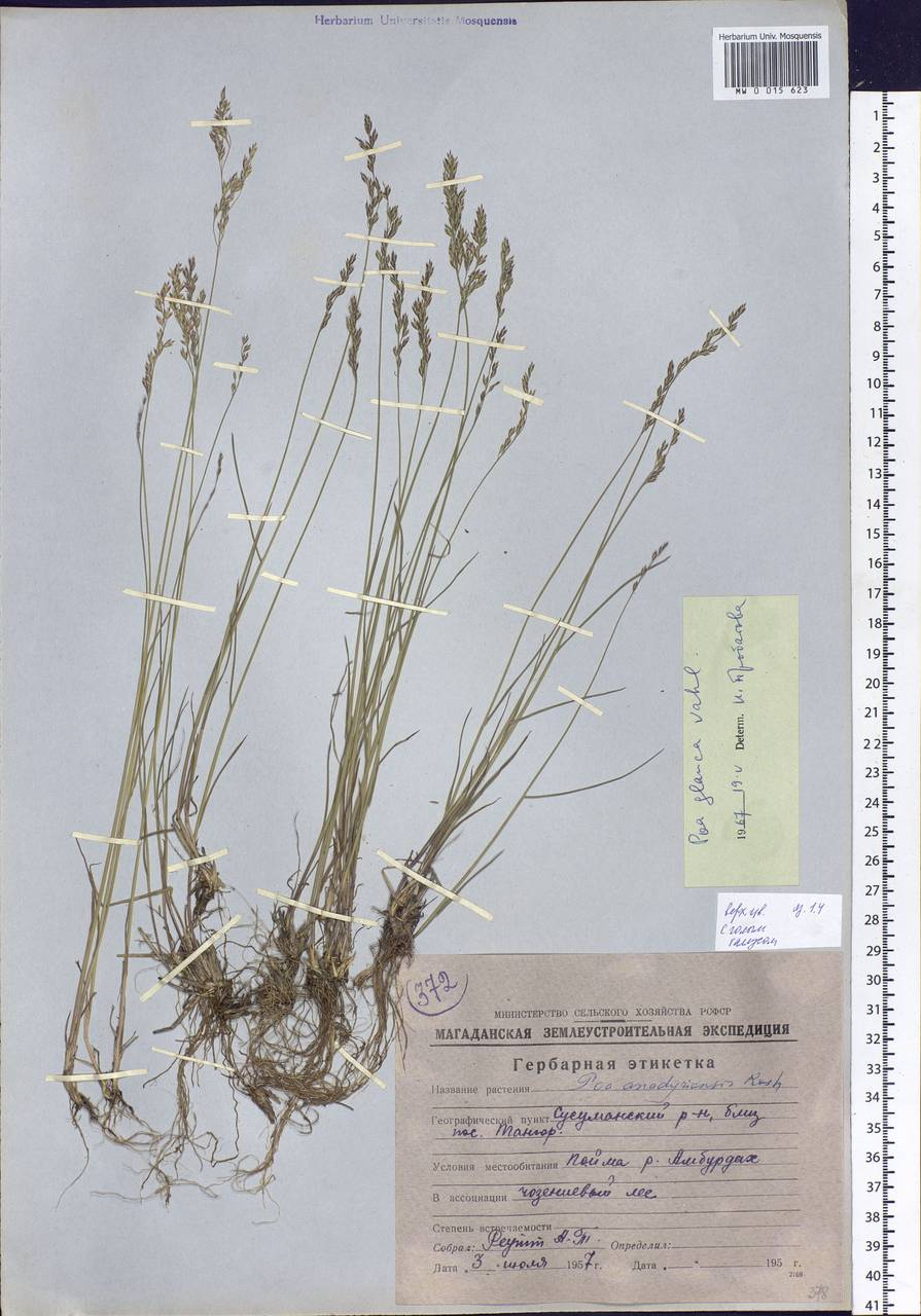Poa glauca Vahl, Siberia, Chukotka & Kamchatka (S7) (Russia)