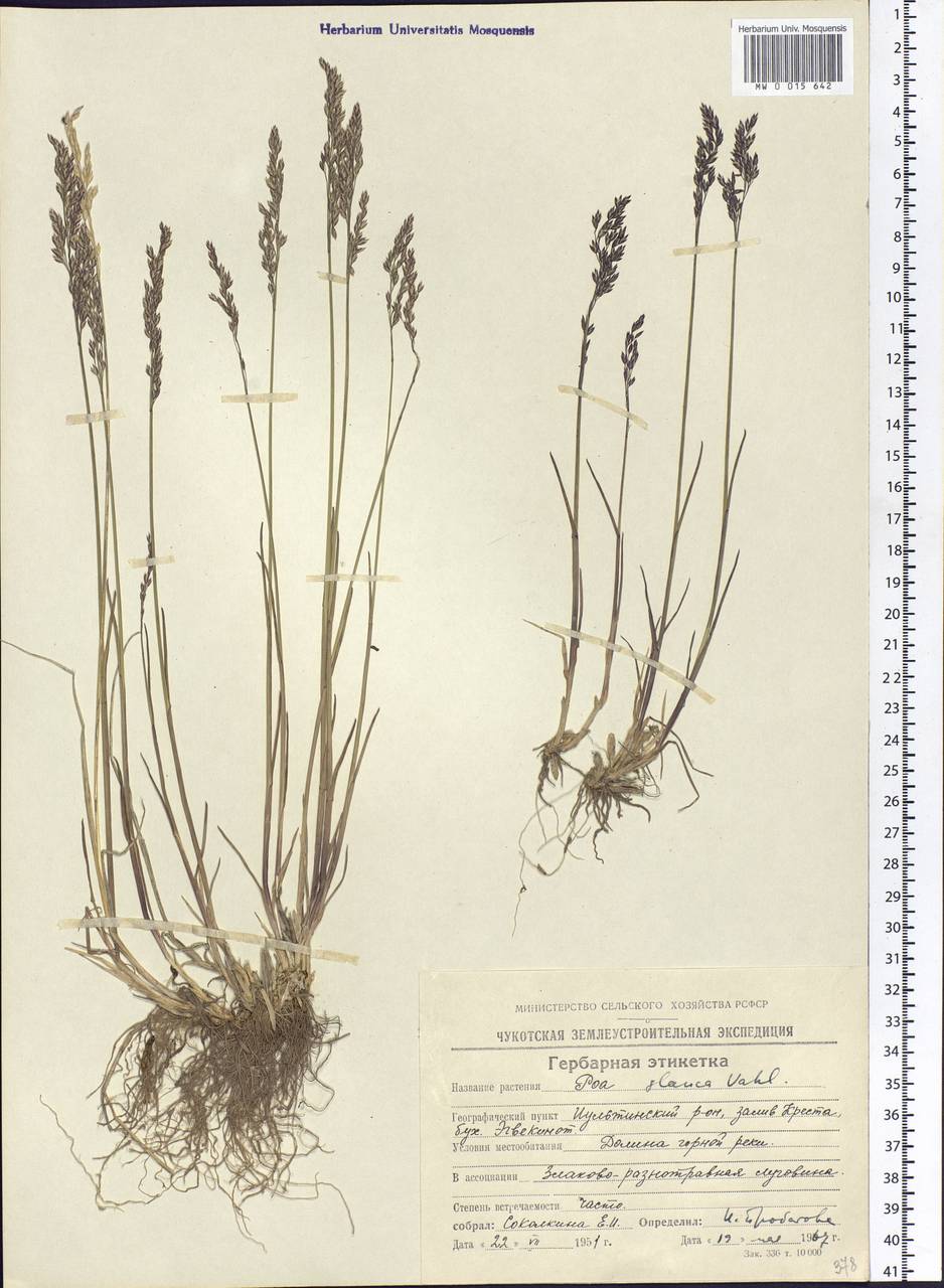Poa glauca Vahl, Siberia, Chukotka & Kamchatka (S7) (Russia)