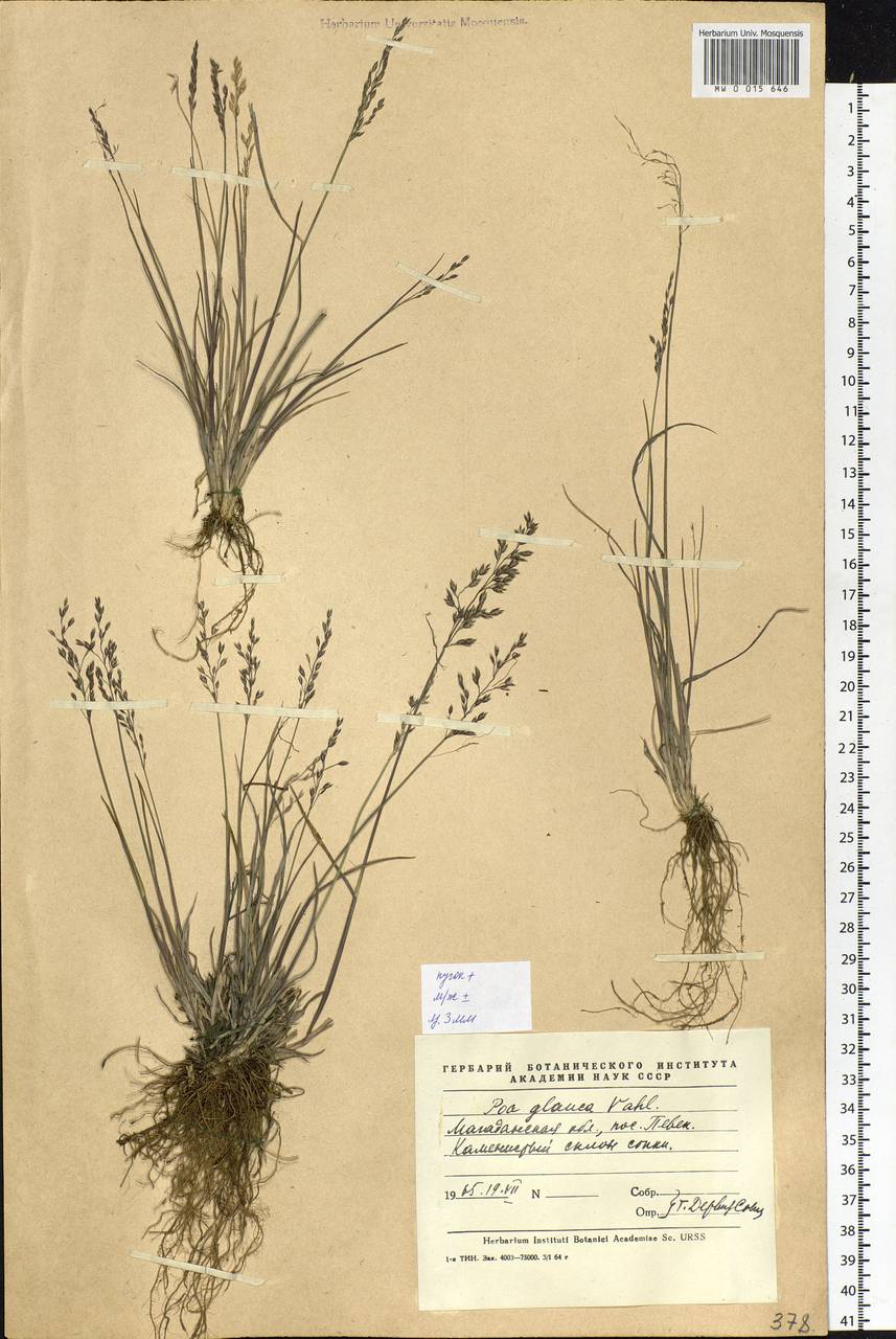 Poa glauca Vahl, Siberia, Chukotka & Kamchatka (S7) (Russia)