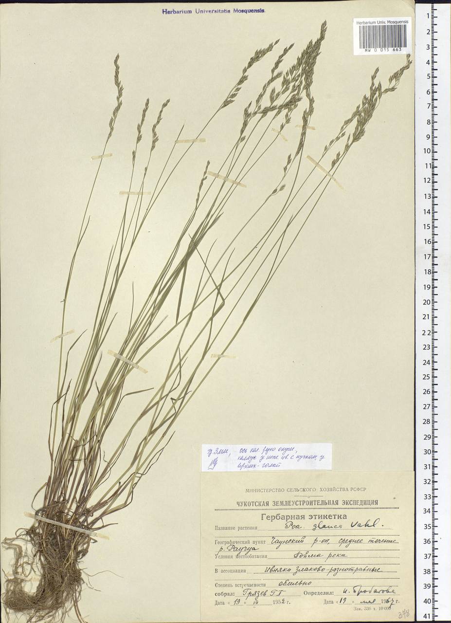 Poa glauca Vahl, Siberia, Chukotka & Kamchatka (S7) (Russia)