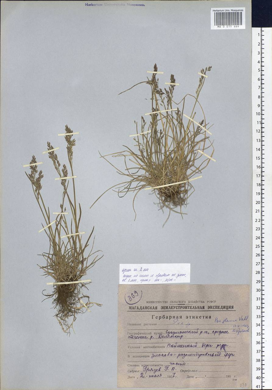 Poa glauca Vahl, Siberia, Chukotka & Kamchatka (S7) (Russia)