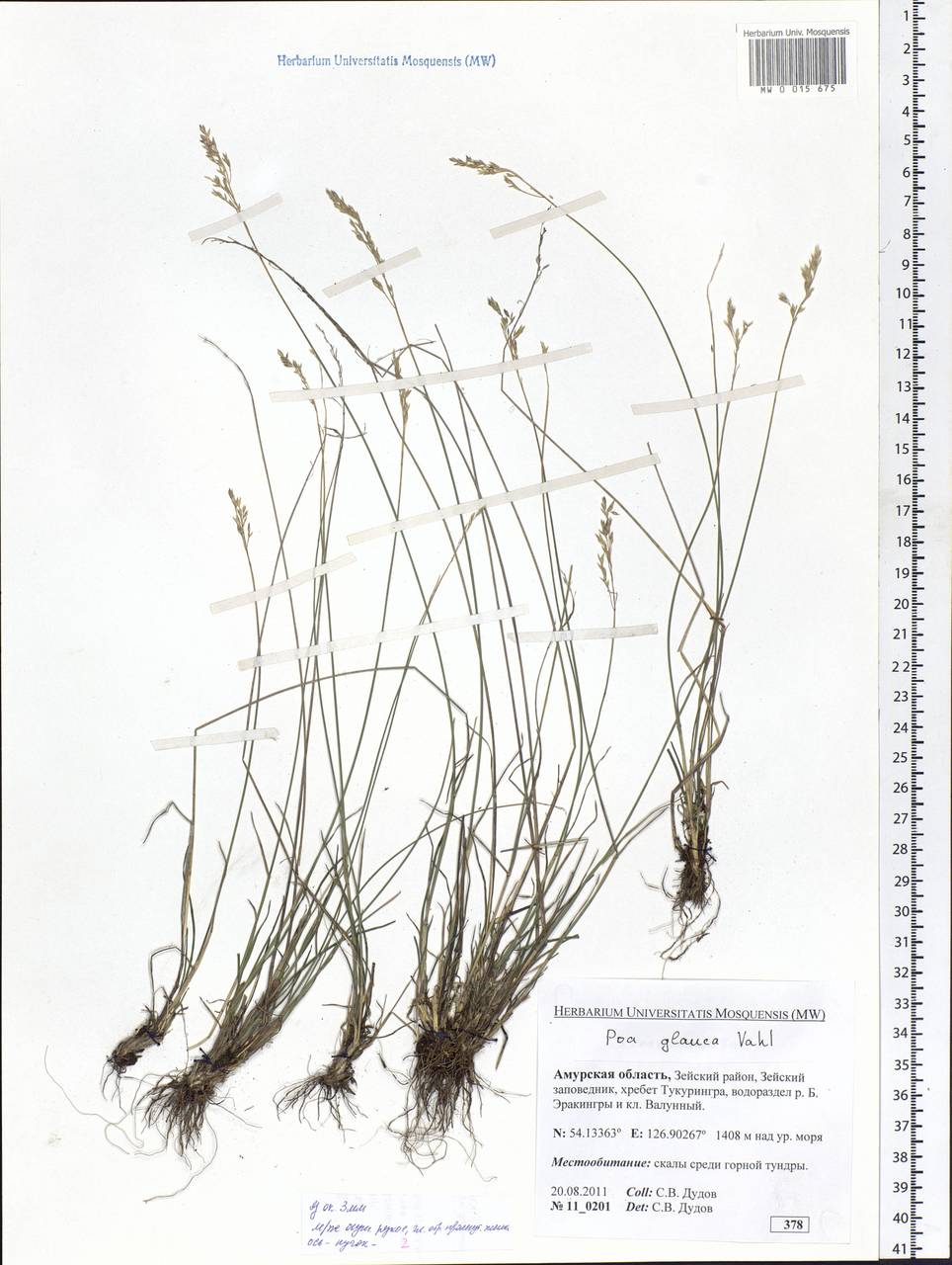 Poa glauca Vahl, Siberia, Russian Far East (S6) (Russia)