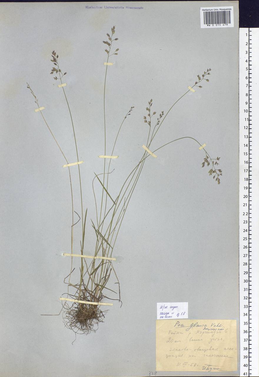 Poa glauca Vahl, Siberia, Yakutia (S5) (Russia)