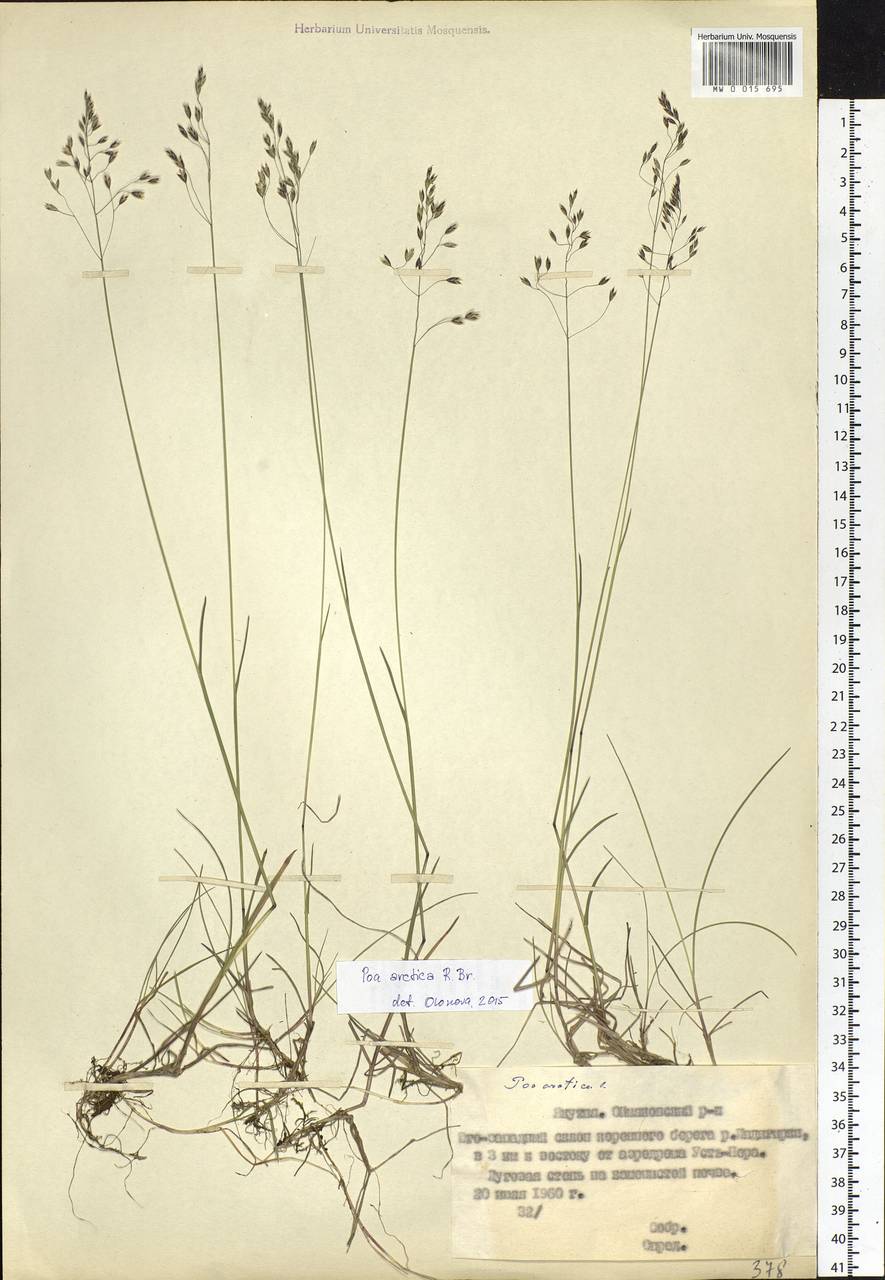 Poa arctica R.Br., Siberia, Yakutia (S5) (Russia)