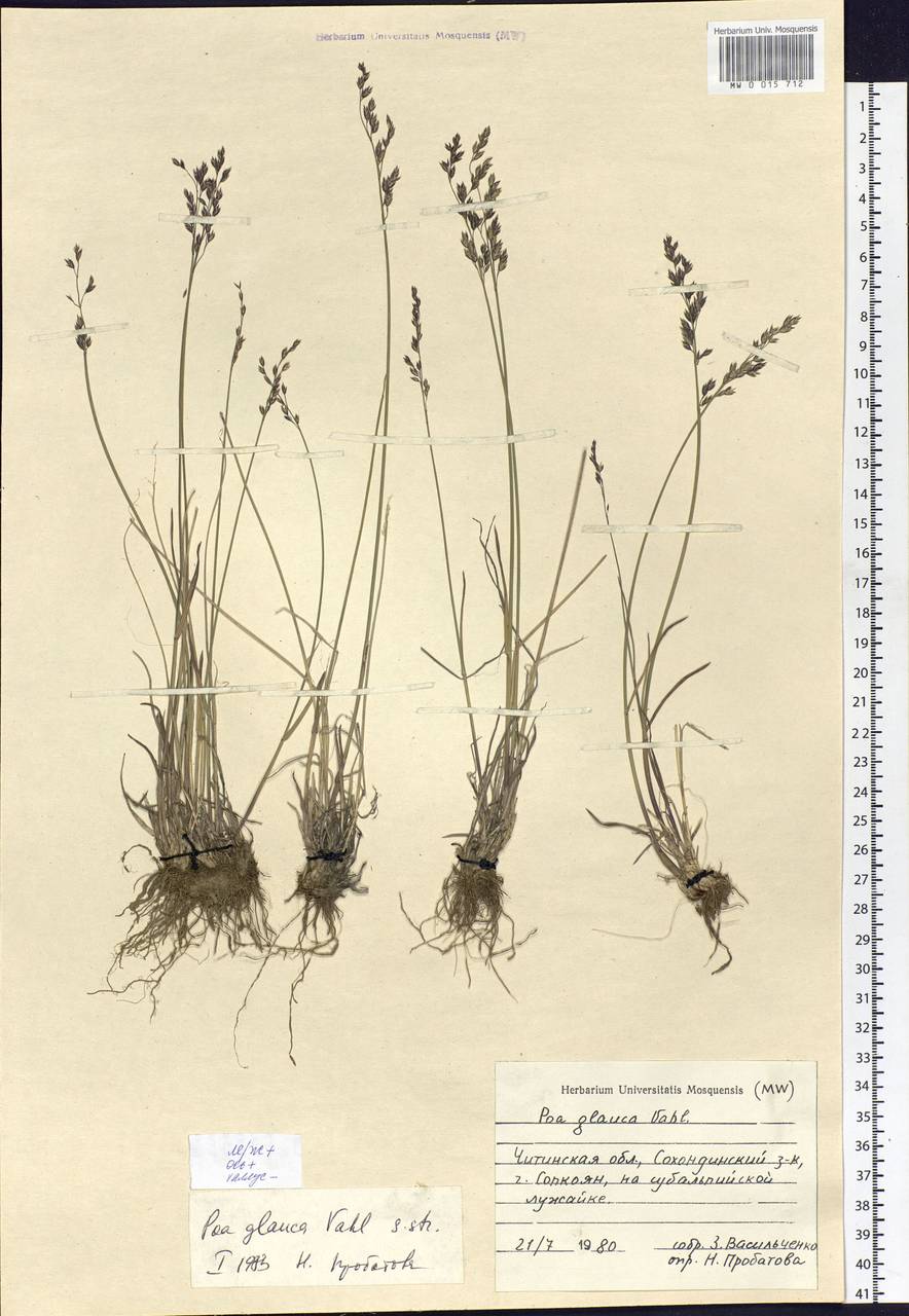 Poa glauca Vahl, Siberia, Baikal & Transbaikal region (S4) (Russia)