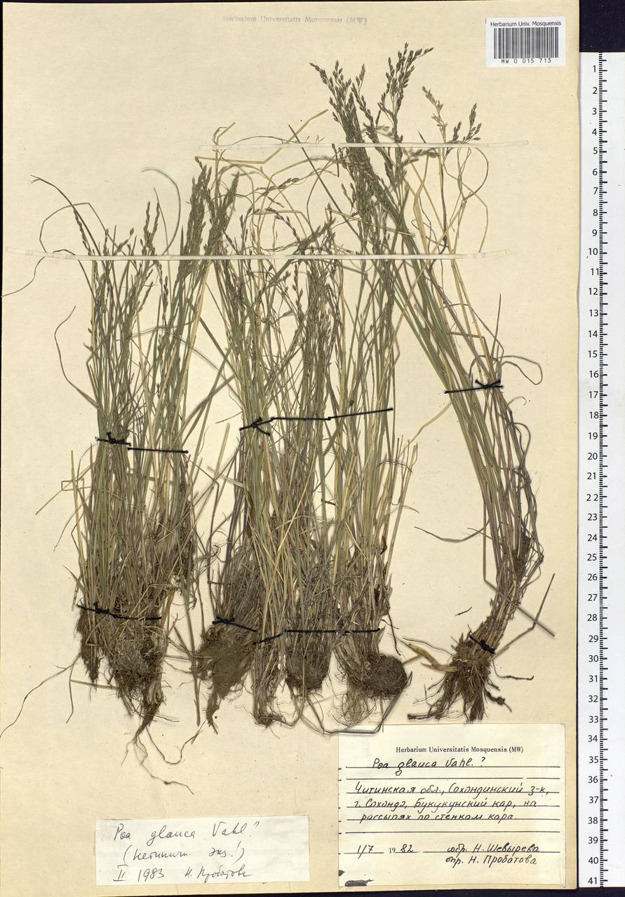 Poa glauca Vahl, Siberia, Baikal & Transbaikal region (S4) (Russia)