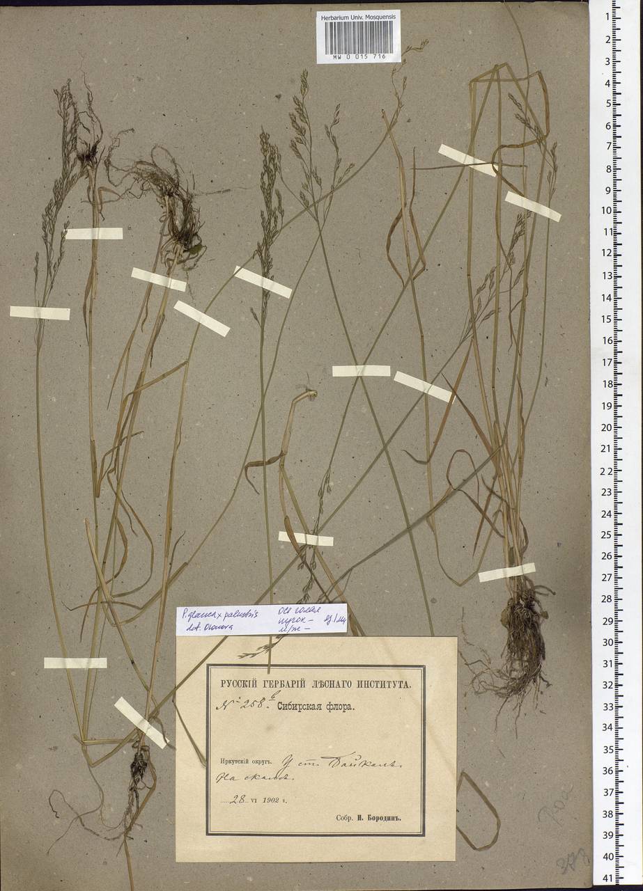 Poa glauca Vahl, Siberia, Baikal & Transbaikal region (S4) (Russia)