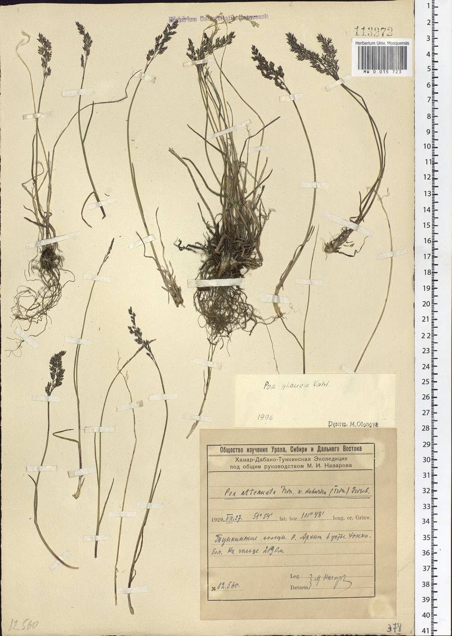 Poa glauca Vahl, Siberia, Baikal & Transbaikal region (S4) (Russia)