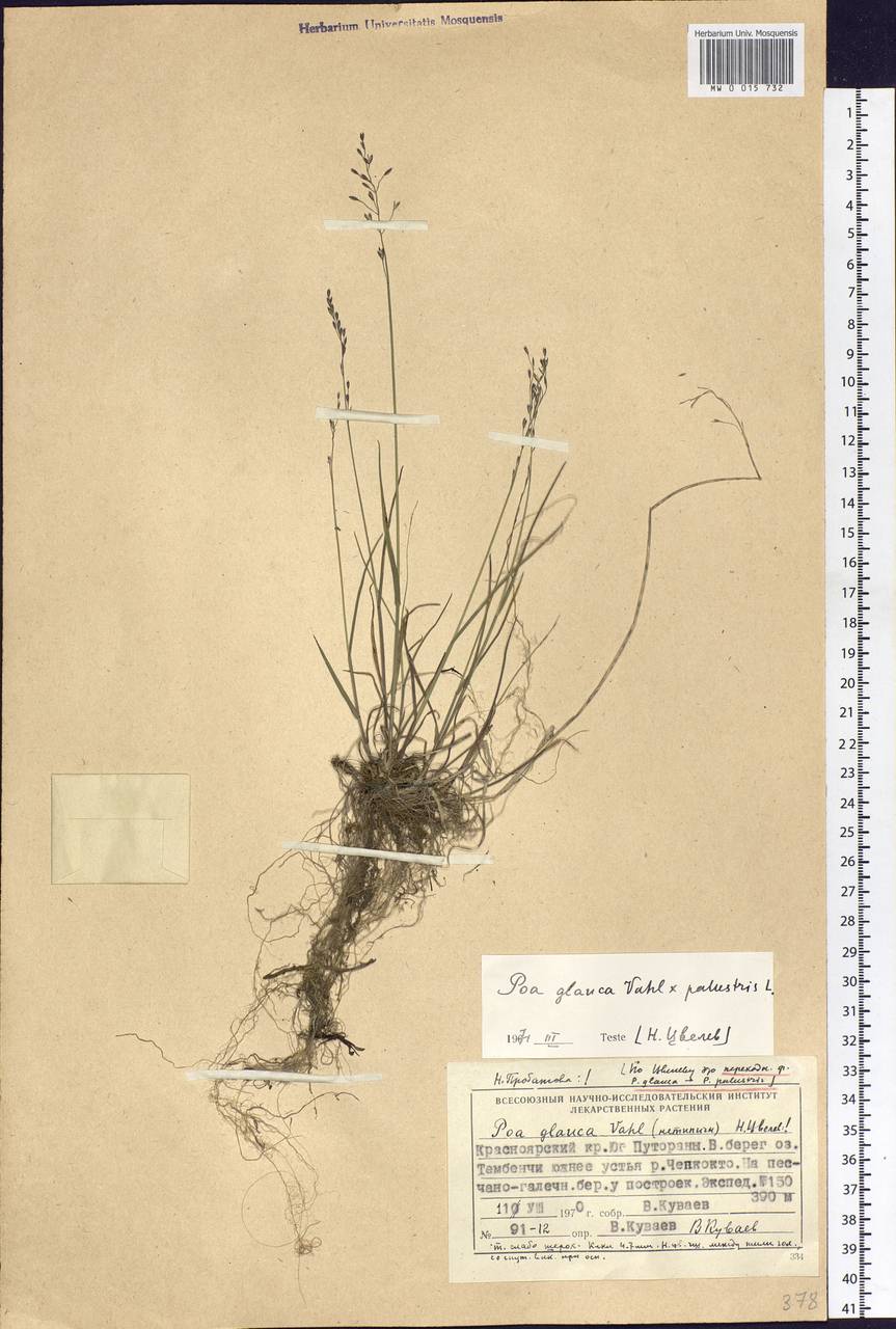Poa glauca Vahl, Siberia, Central Siberia (S3) (Russia)