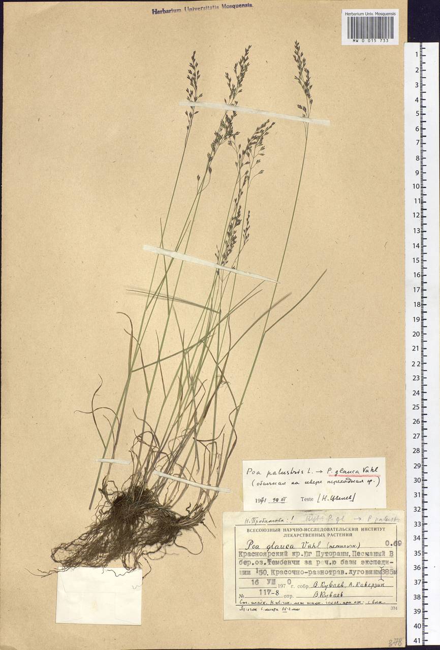 Poa glauca Vahl, Siberia, Central Siberia (S3) (Russia)