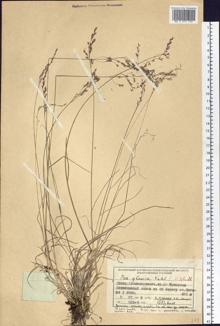 Poa glauca Vahl, Siberia, Central Siberia (S3) (Russia)