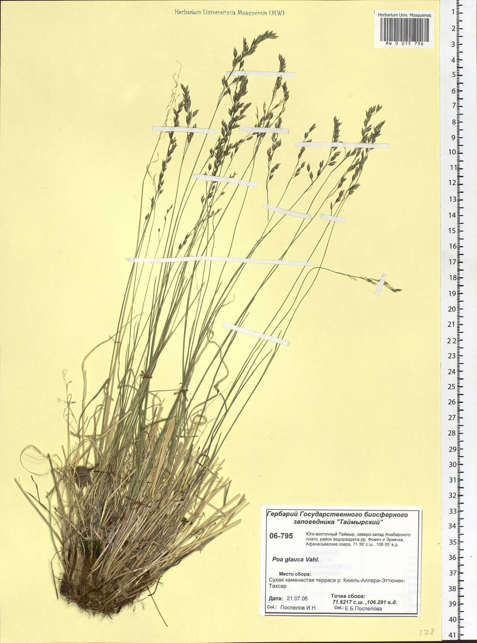 Poa glauca Vahl, Siberia, Central Siberia (S3) (Russia)