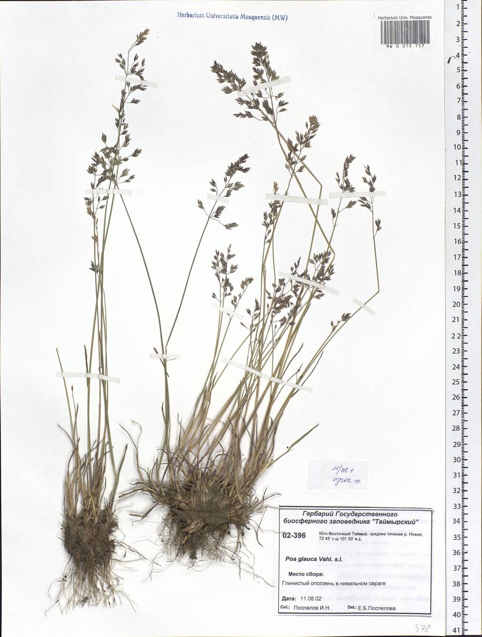 Poa glauca Vahl, Siberia, Central Siberia (S3) (Russia)