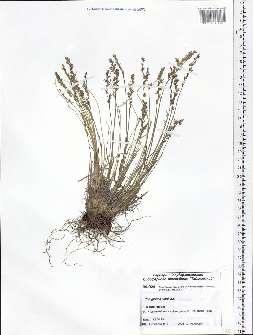 Poa glauca Vahl, Siberia, Central Siberia (S3) (Russia)