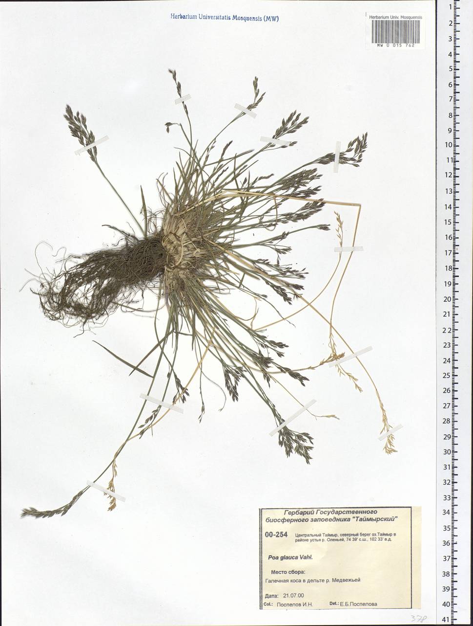 Poa glauca Vahl, Siberia, Central Siberia (S3) (Russia)