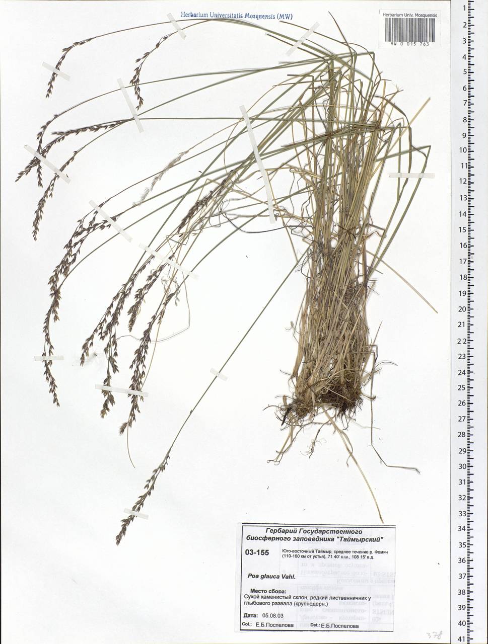 Poa glauca Vahl, Siberia, Central Siberia (S3) (Russia)